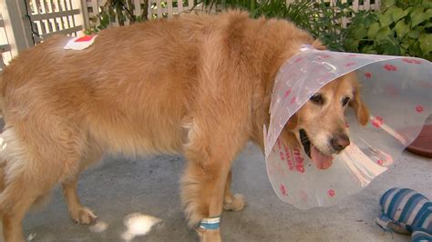 After we got it home and began looking at it, my husband said he thought the pup might have some <b>pit</b> <b>bull</b> in it. . Pitbull put down after attacking golden retriever